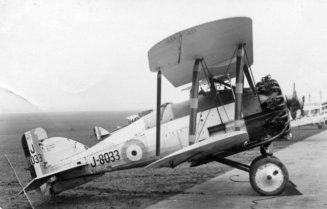 gloster gamecock